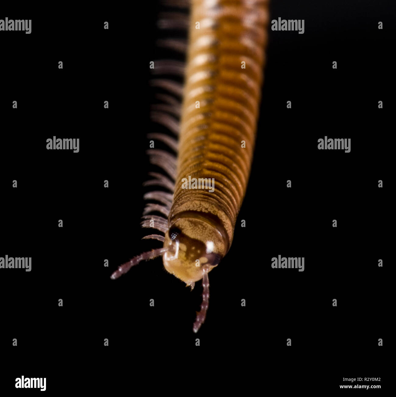 millipede on black background Stock Photo - Alamy
