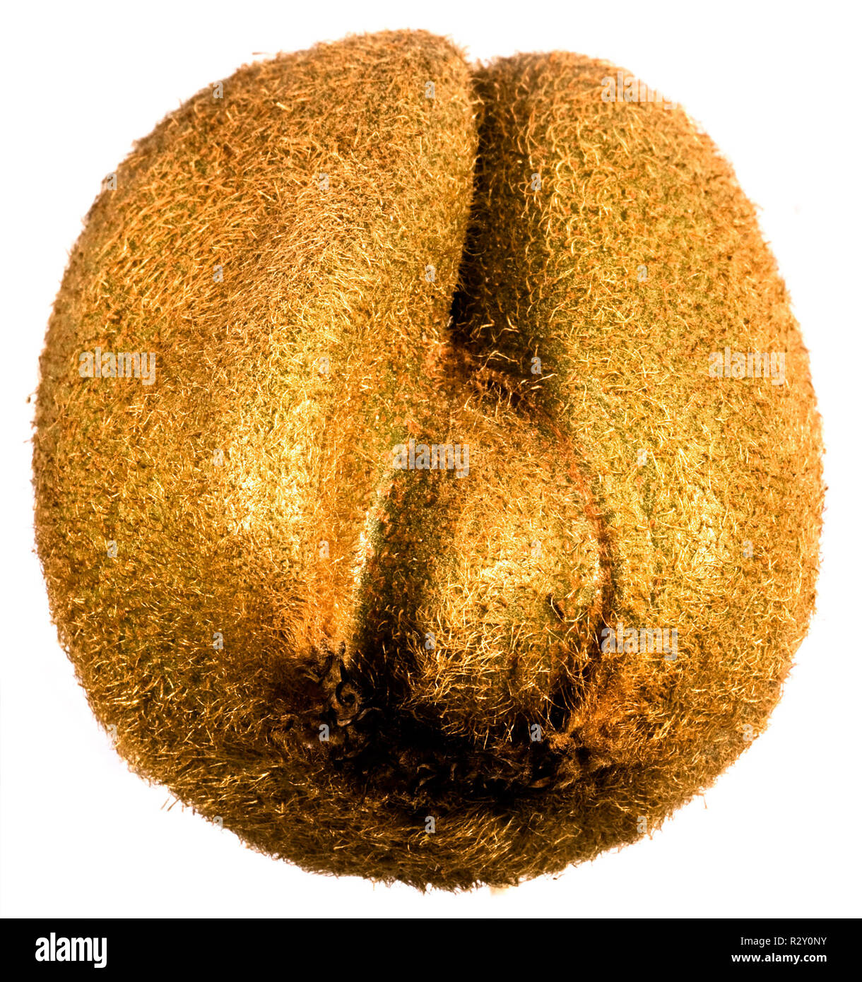 kiwifruit Stock Photo