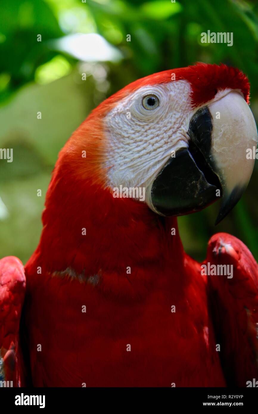 A cheeky scarlet macaw looking at you with a tilted head Stock Photo