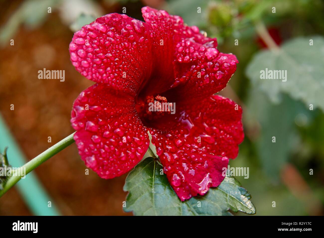 A hibiscus flower covered in raindrops after a morning shower, used to make rosa jamaica or flor de rosa a drink popular in Central America Stock Photo