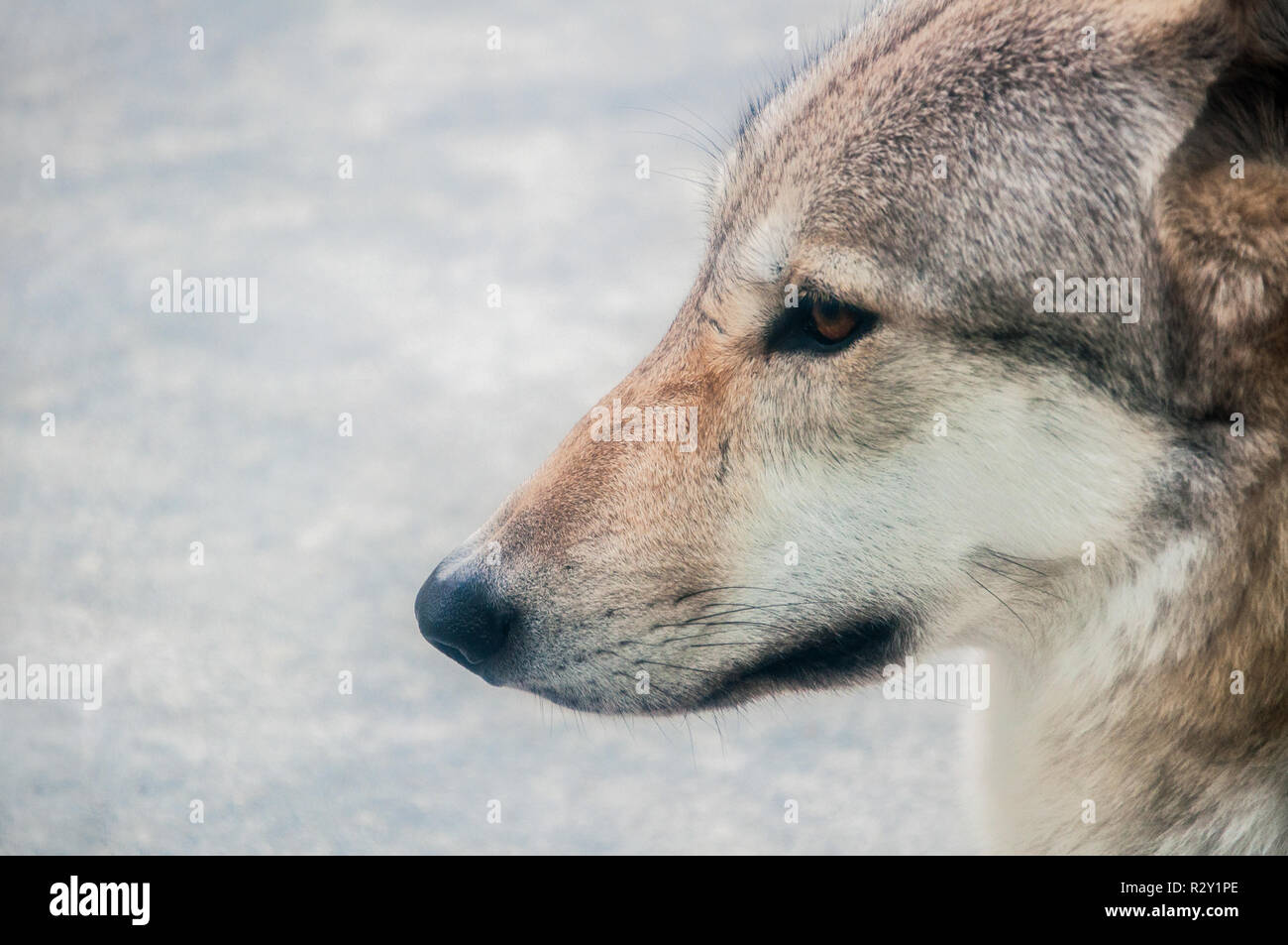 Side face portrait of a wolf Stock Photo - Alamy