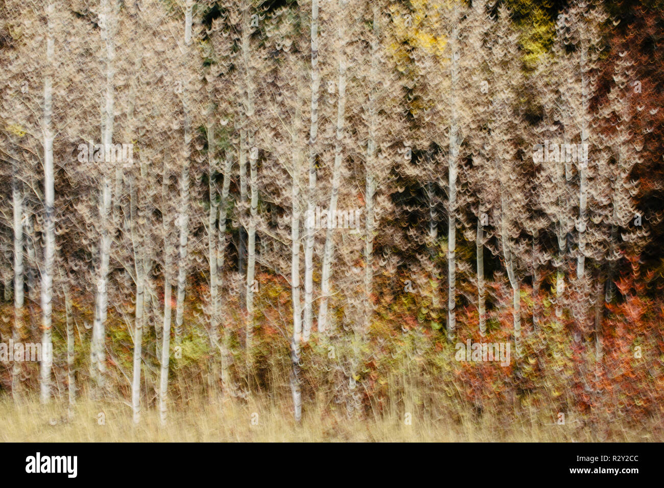 Blurred motion, a forest of aspen trees in autumn, straight white tree trunks, abstract. Stock Photo