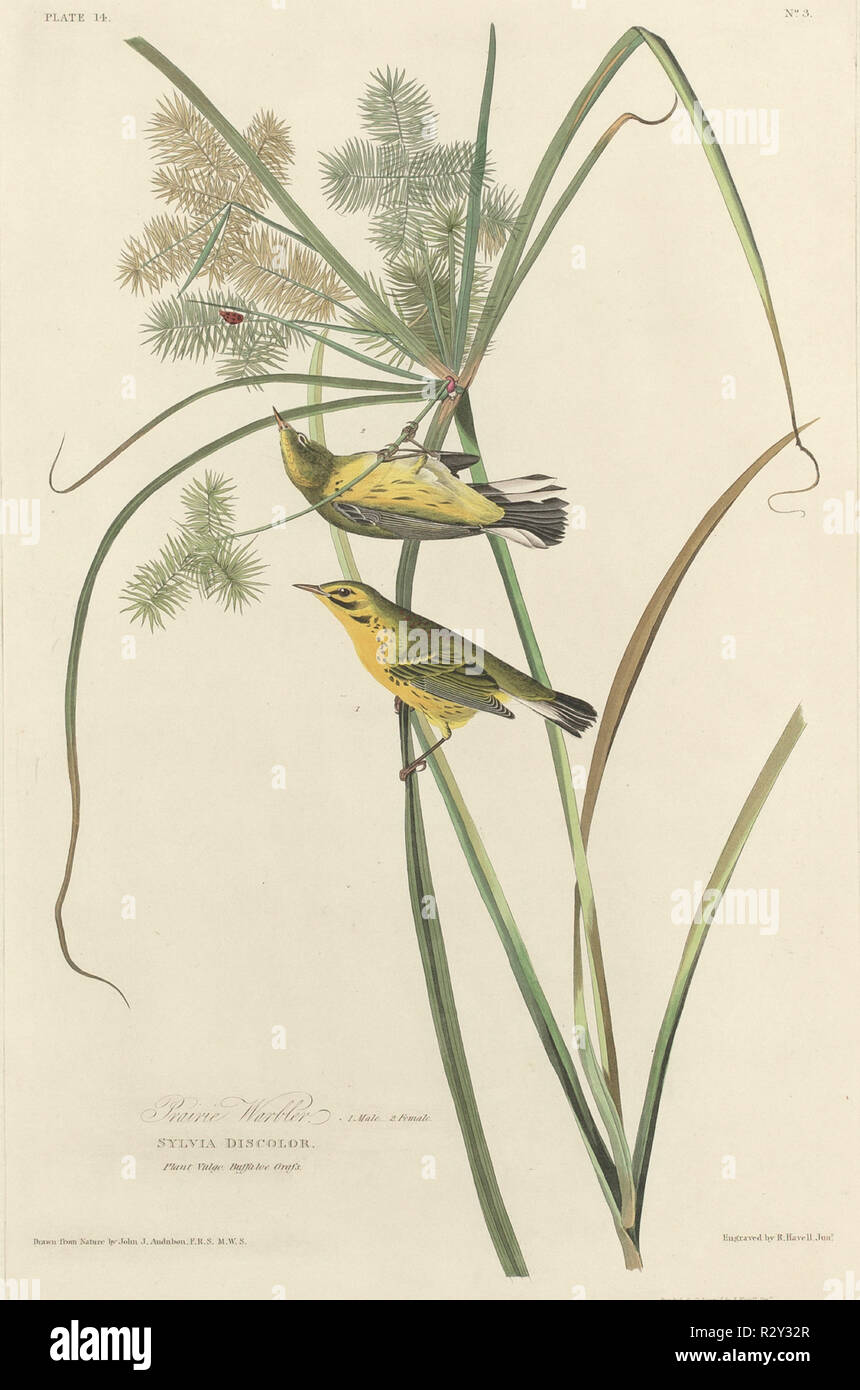 Prairie Warbler. Dated: 1827. Medium: hand-colored etching and aquatint on Whatman paper. Museum: National Gallery of Art, Washington DC. Author: Robert Havell after John James Audubon. Stock Photo