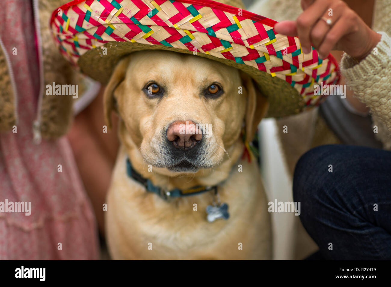 Golden labrador wearing sombrero. Stock Photo