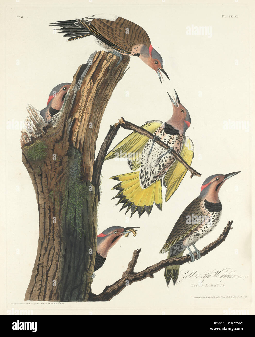 Gold-winged Woodpecker. Dated: 1828. Medium: hand-colored etching and aquatint on Whatman paper. Museum: National Gallery of Art, Washington DC. Author: Robert Havell after John James Audubon. AUDUBON, JOHN JAMES. Stock Photo
