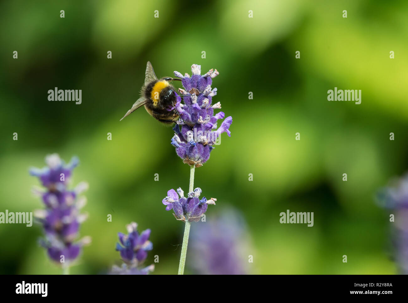 Bee on lavendar Stock Photo