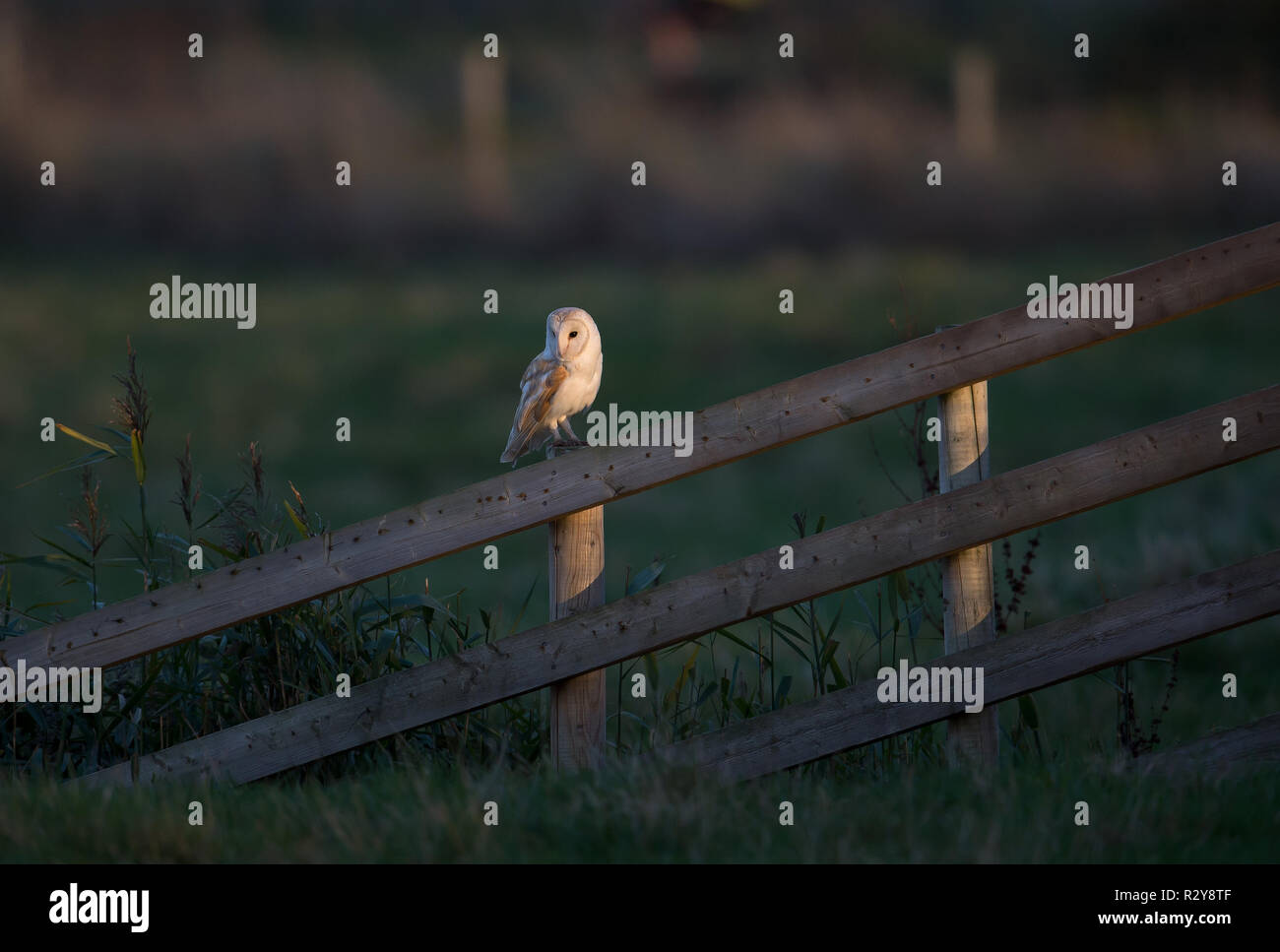 Barn Owl, Salthouse Marshes, Norfolk Stock Photo