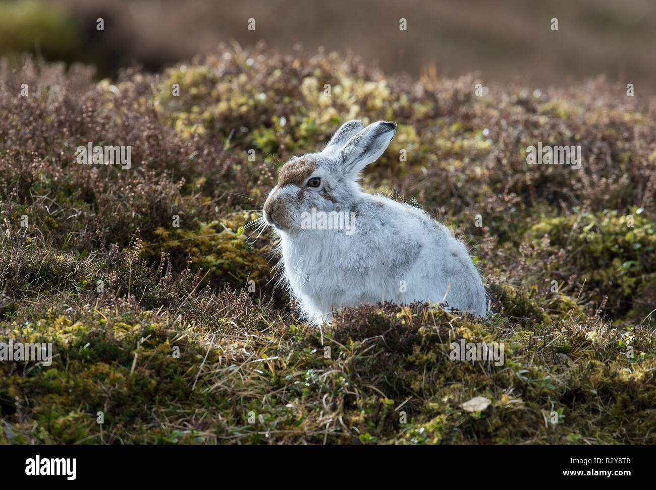 Mountain Hare, Strathdearn, Scottish Highlands, Scotland Stock Photo