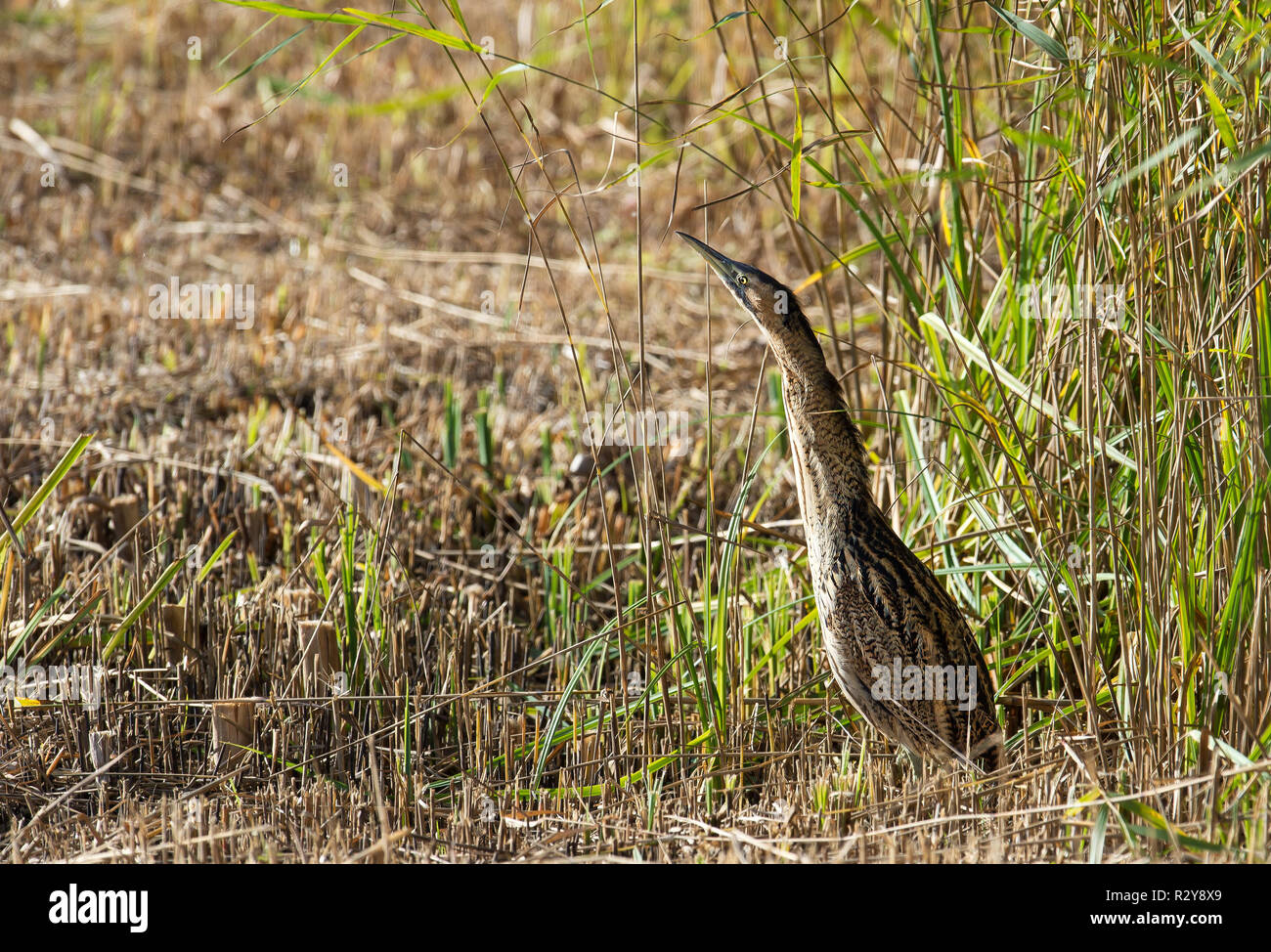 Bittern, Minsmere, Suffolk Stock Photo
