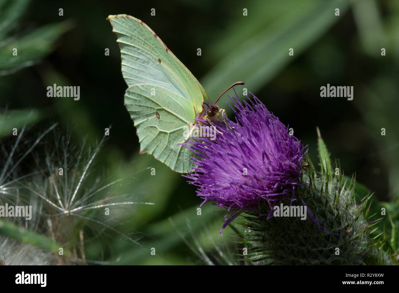 Brimstone butterfly, Rutland Water Stock Photo