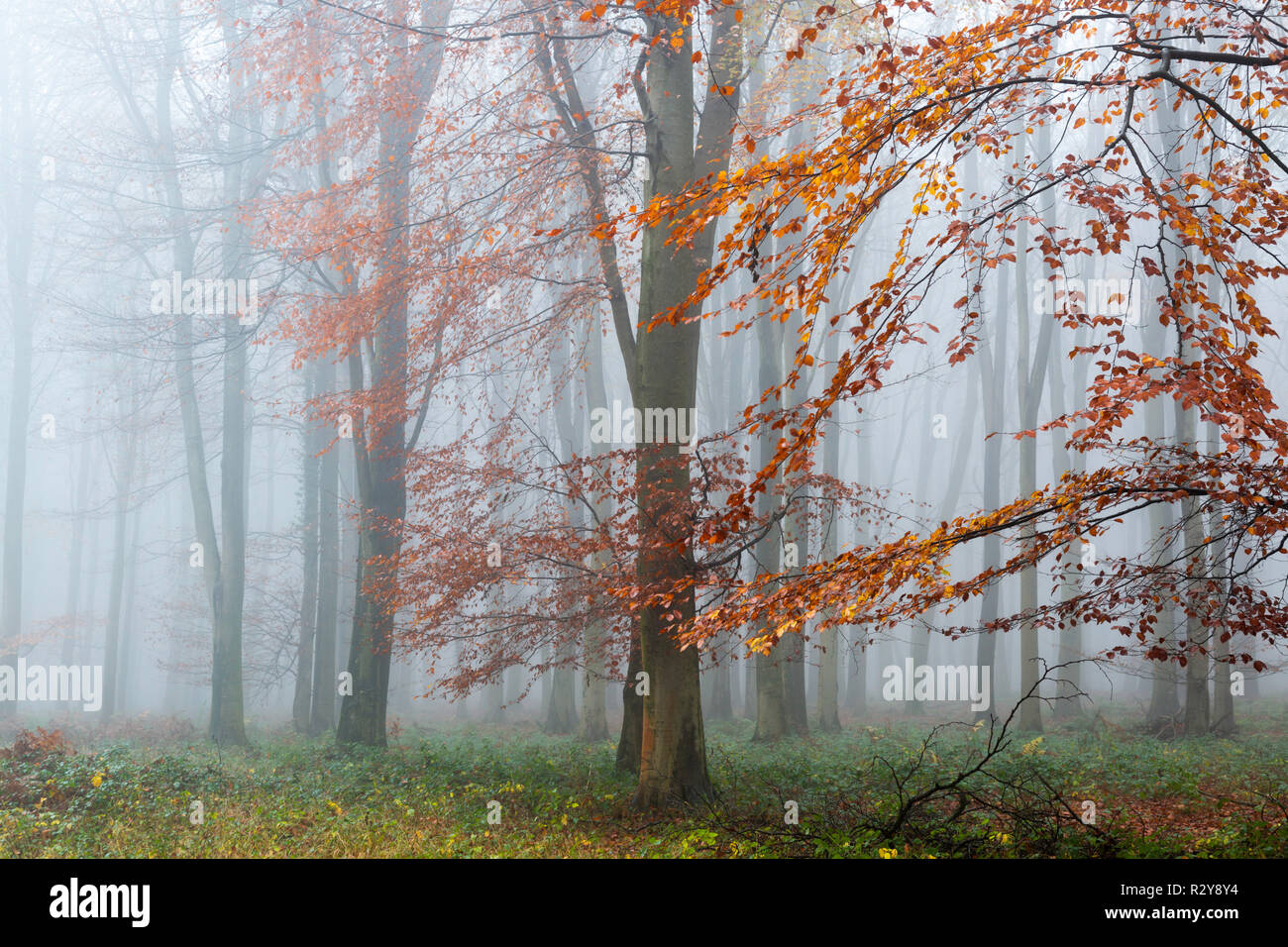 Misty King's Wood during the afternoon in November. Challock, Ashford ...