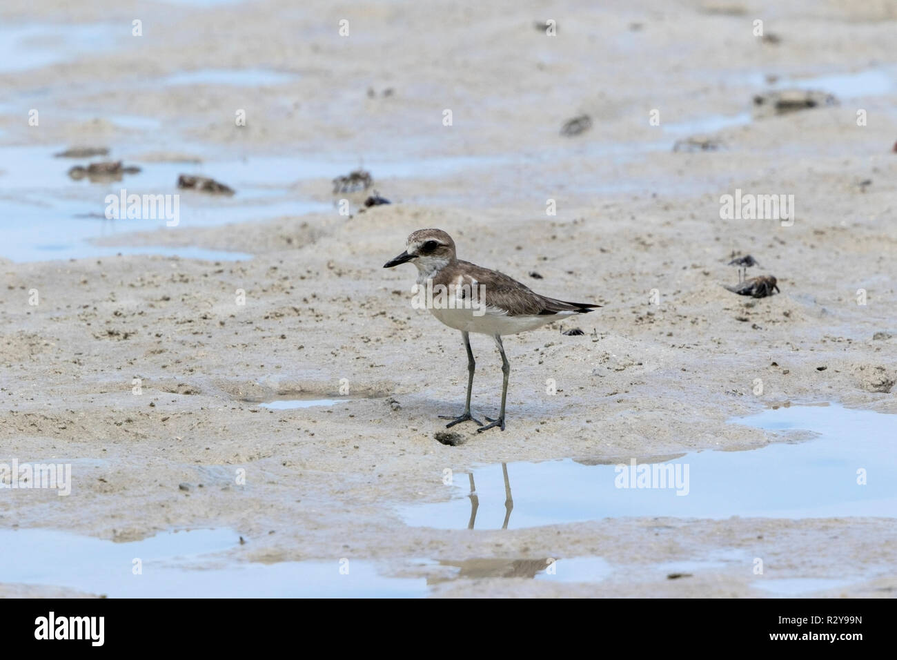 greater sand plover Charadrius leschenaultii standing on mud in estuary with crabs nearby, Mahe, Seychelles Stock Photo