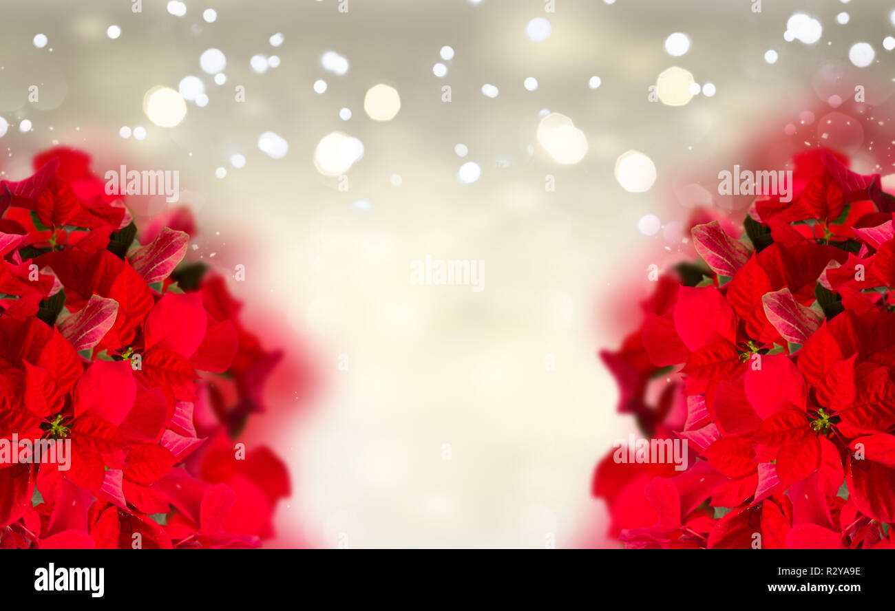 Scarlet Shine Poinsettia