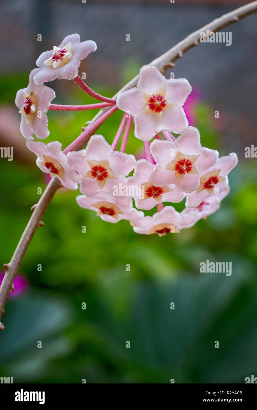 Hoya carnosa, porcelainflower or wax plant, Asclepiadaceae, leaves and