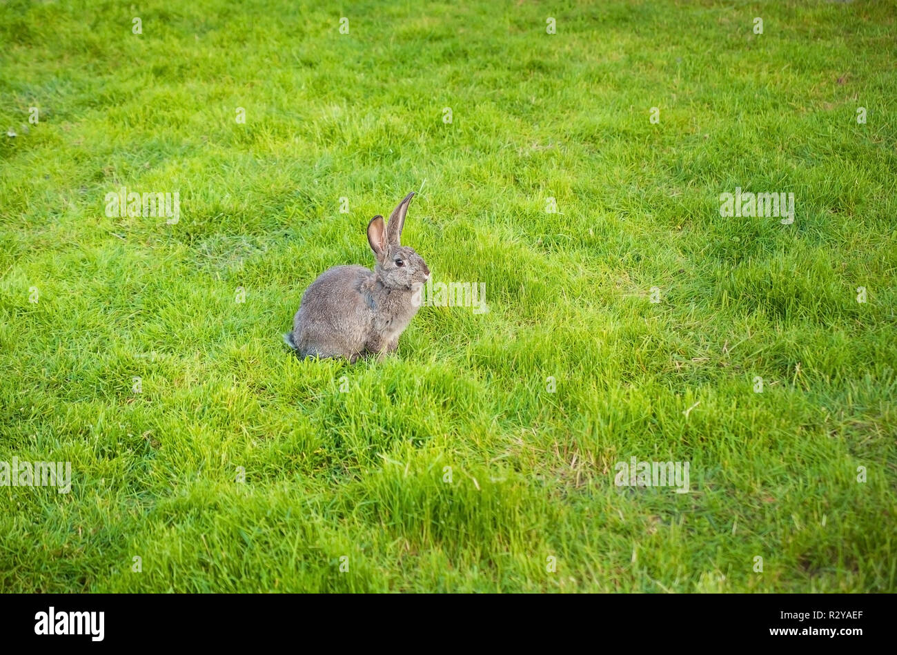 One rabbit eats grass in the garden Stock Photo - Alamy