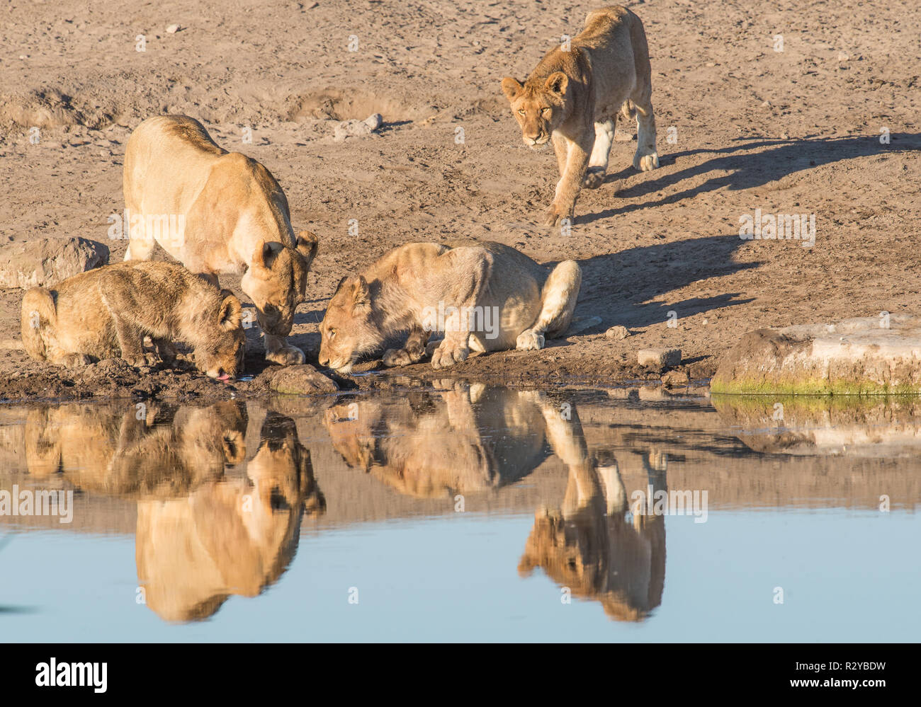 Lion pride at a waterhole in Etosha national park Stock Photo