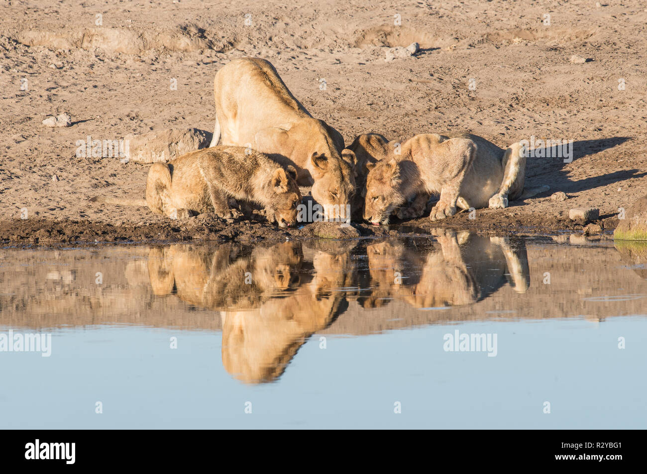 Lion pride at a waterhole in Etosha national park Stock Photo