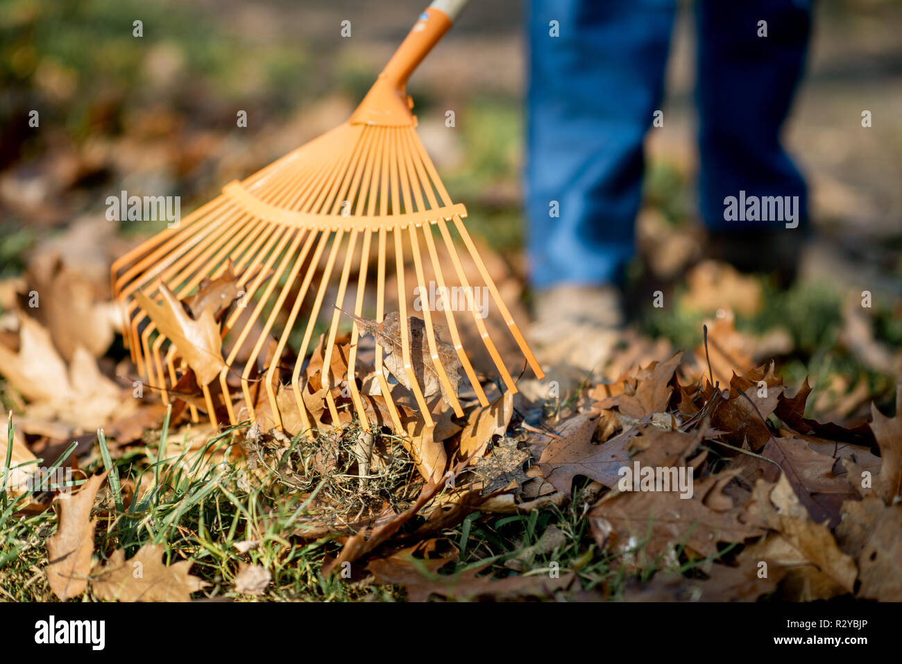 Man sweeping leaves with orange rake on the lawn, close-up view with no face Stock Photo