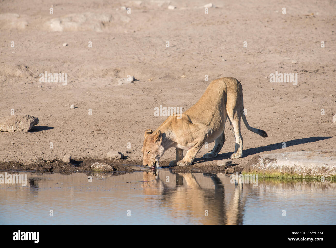 One lioness drinking fram a waterhole Stock Photo
