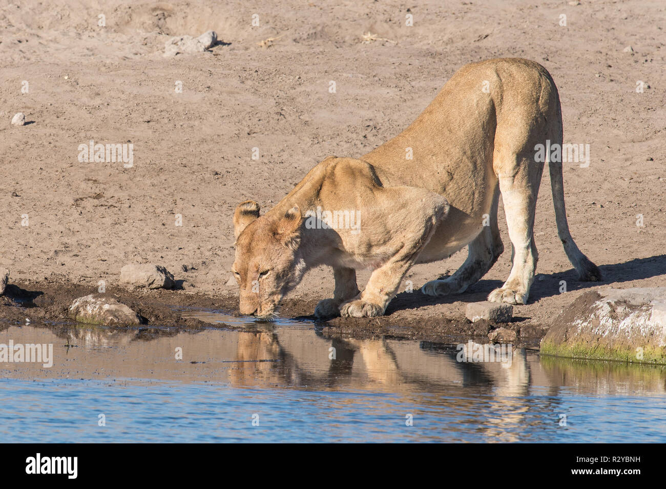 One lioness drinking Stock Photo