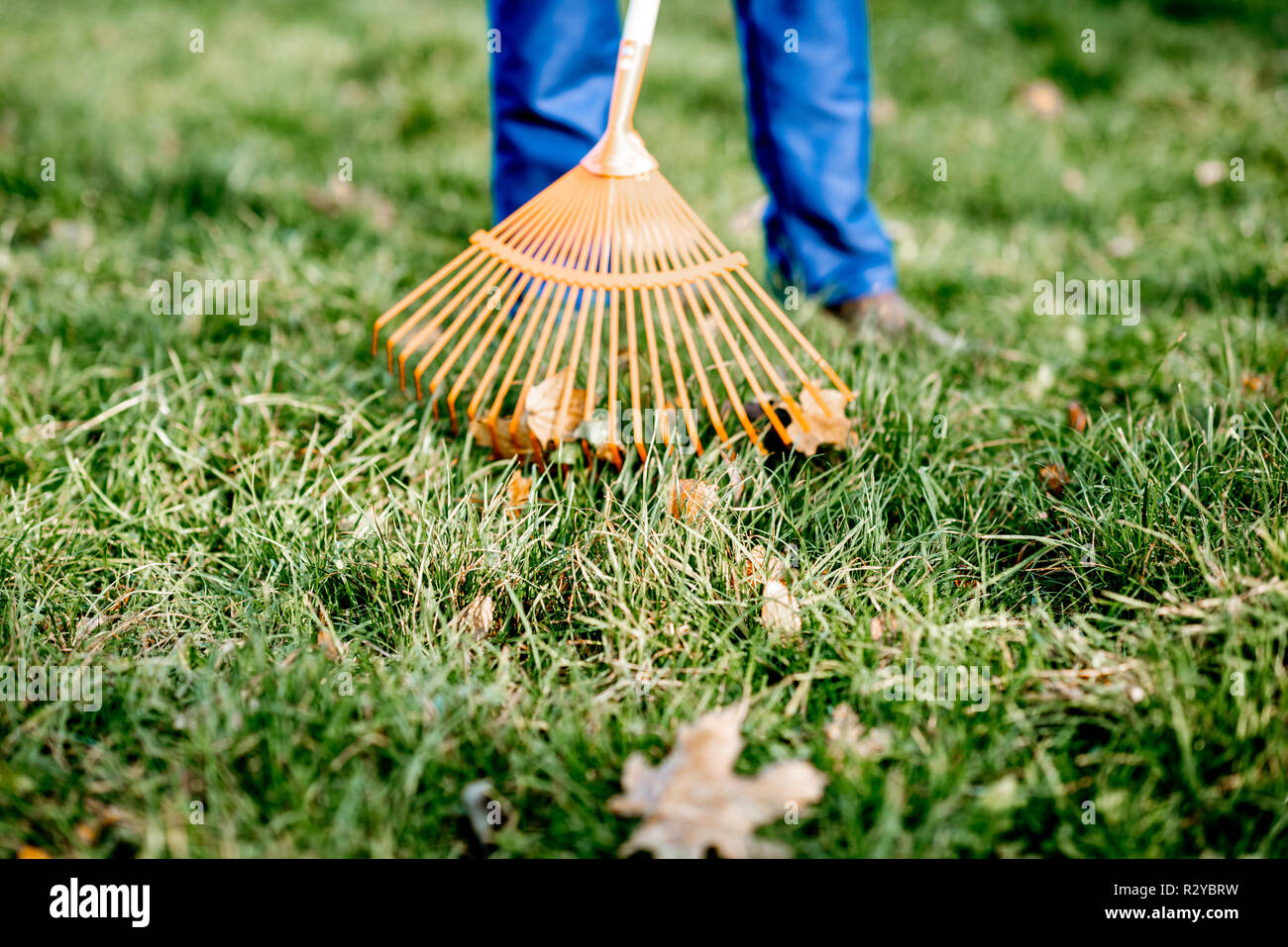 Man sweeping leaves with orange rake on the green lawn, closeup view