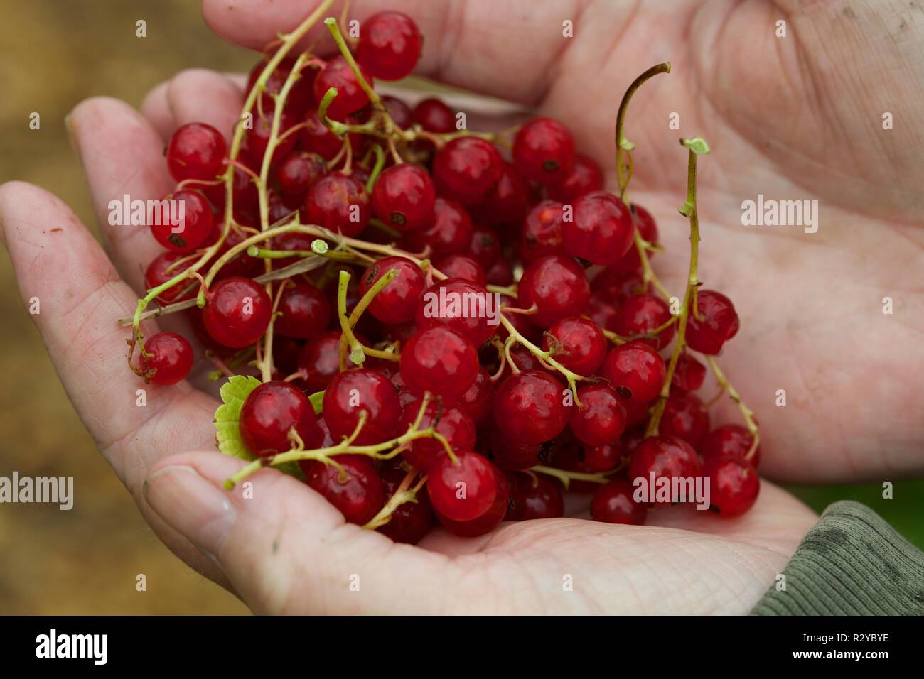 Holding a handful of red berries just picked. Stock Photo