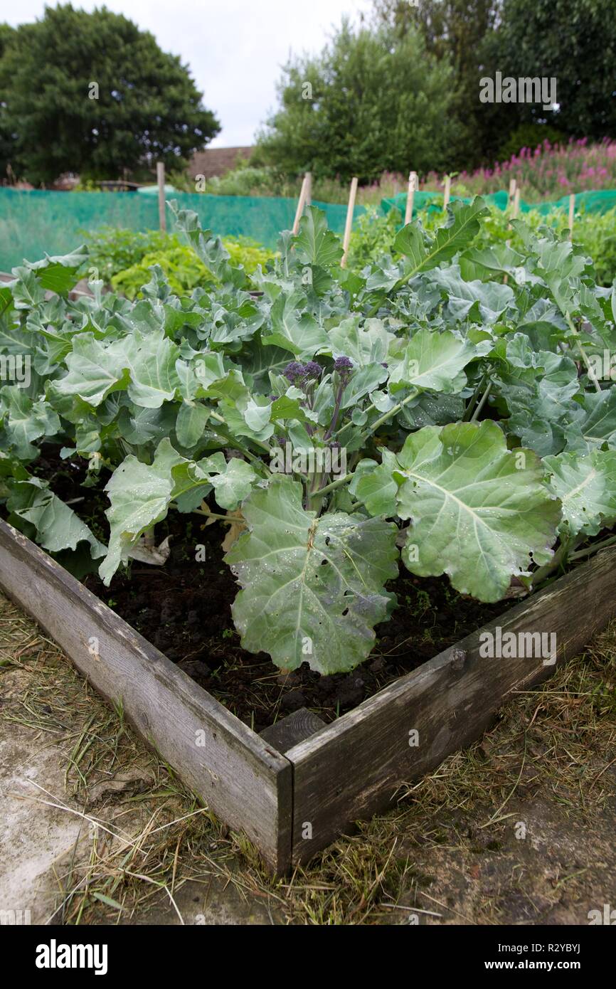 Raised vegetable beds growing cabbage on an allotment Stock Photo Alamy