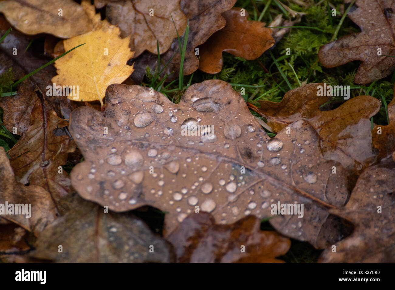 dew on a brown autumn leaf on the forest floor Stock Photo