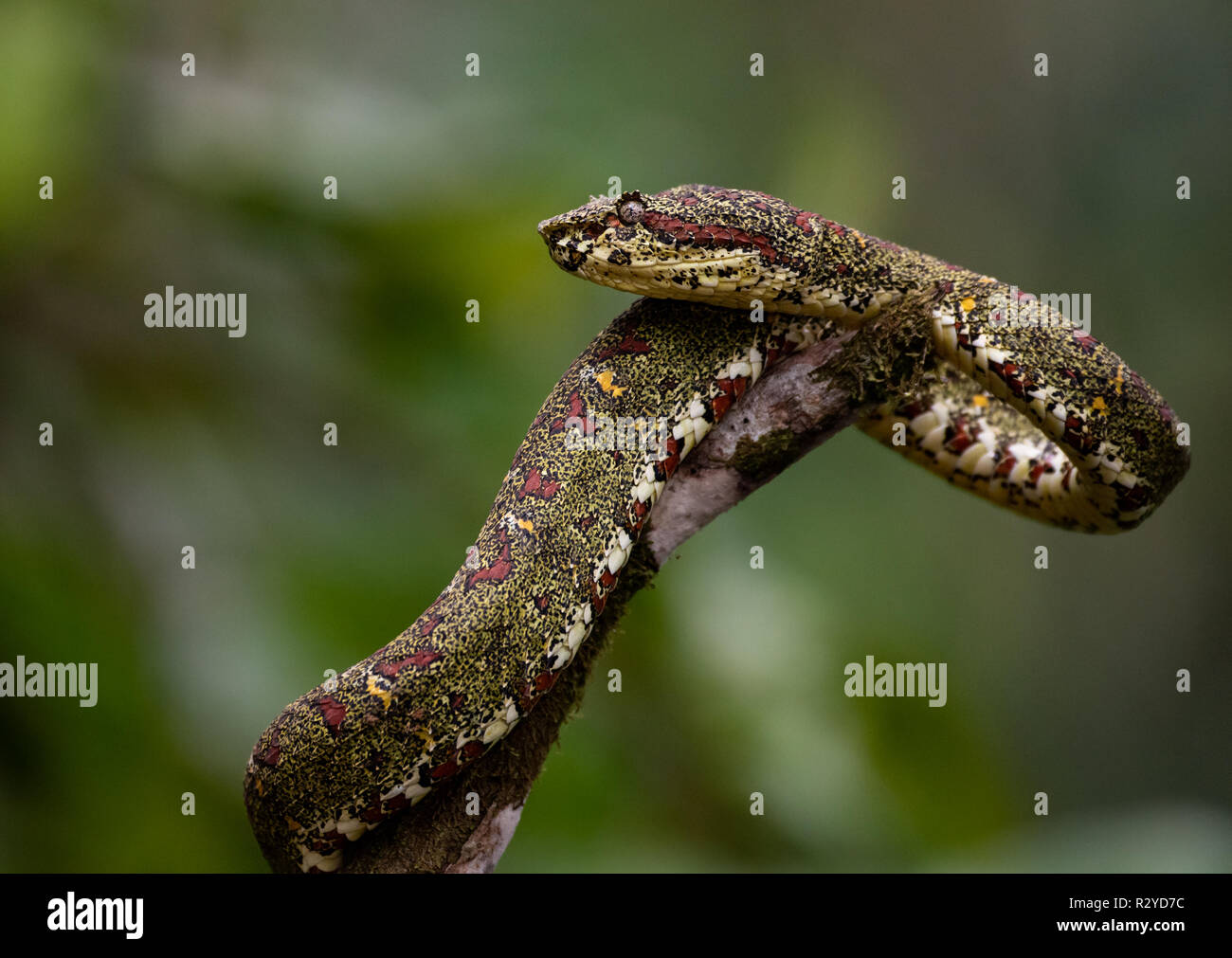 Eyelash Viper Snake on Tree Branch Stock Photo