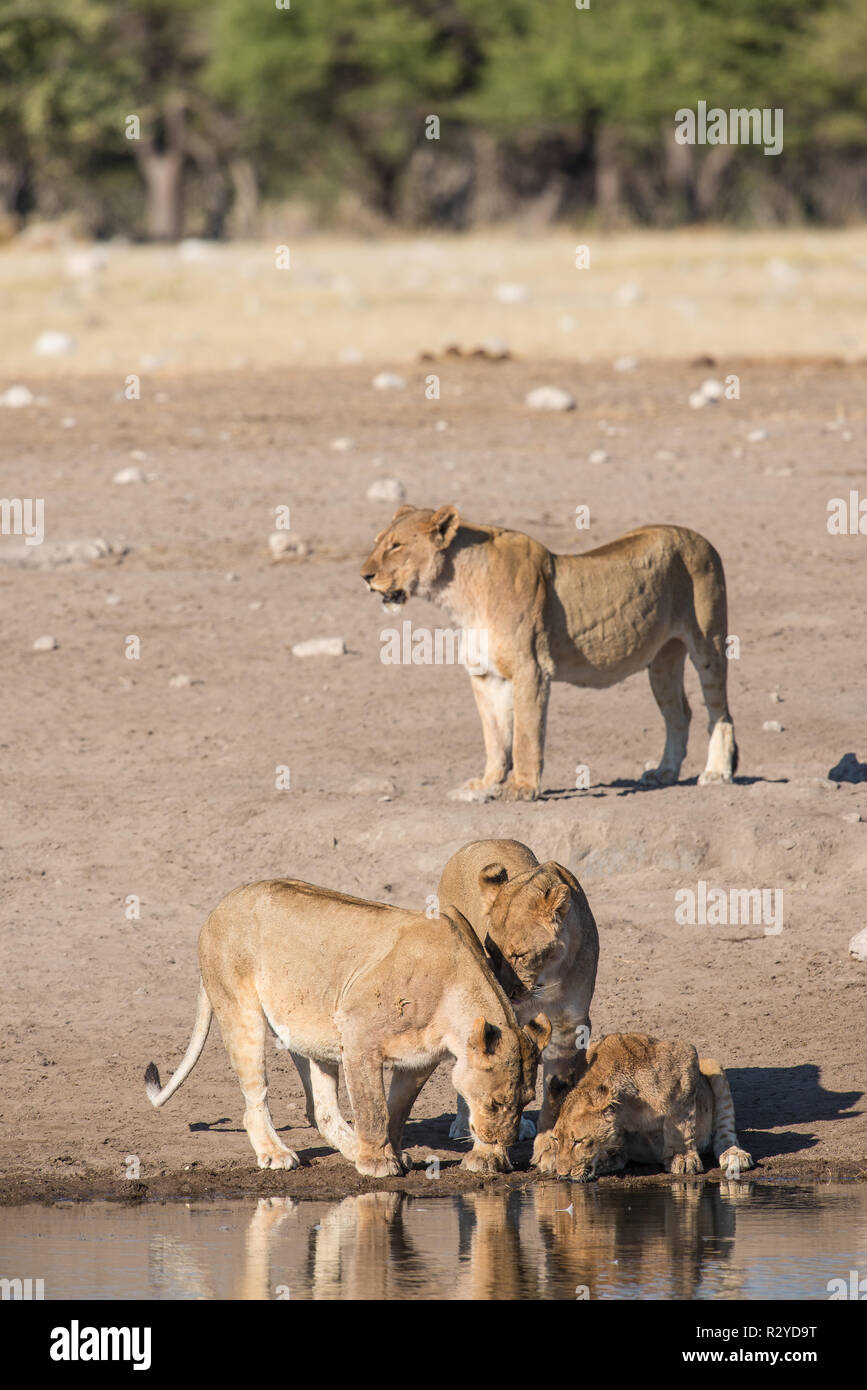 Lion pride at a waterhole in Etosha national park Stock Photo