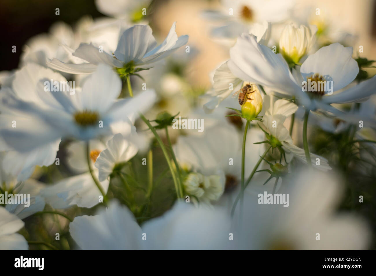 Honey plants hi-res stock photography and images - Alamy