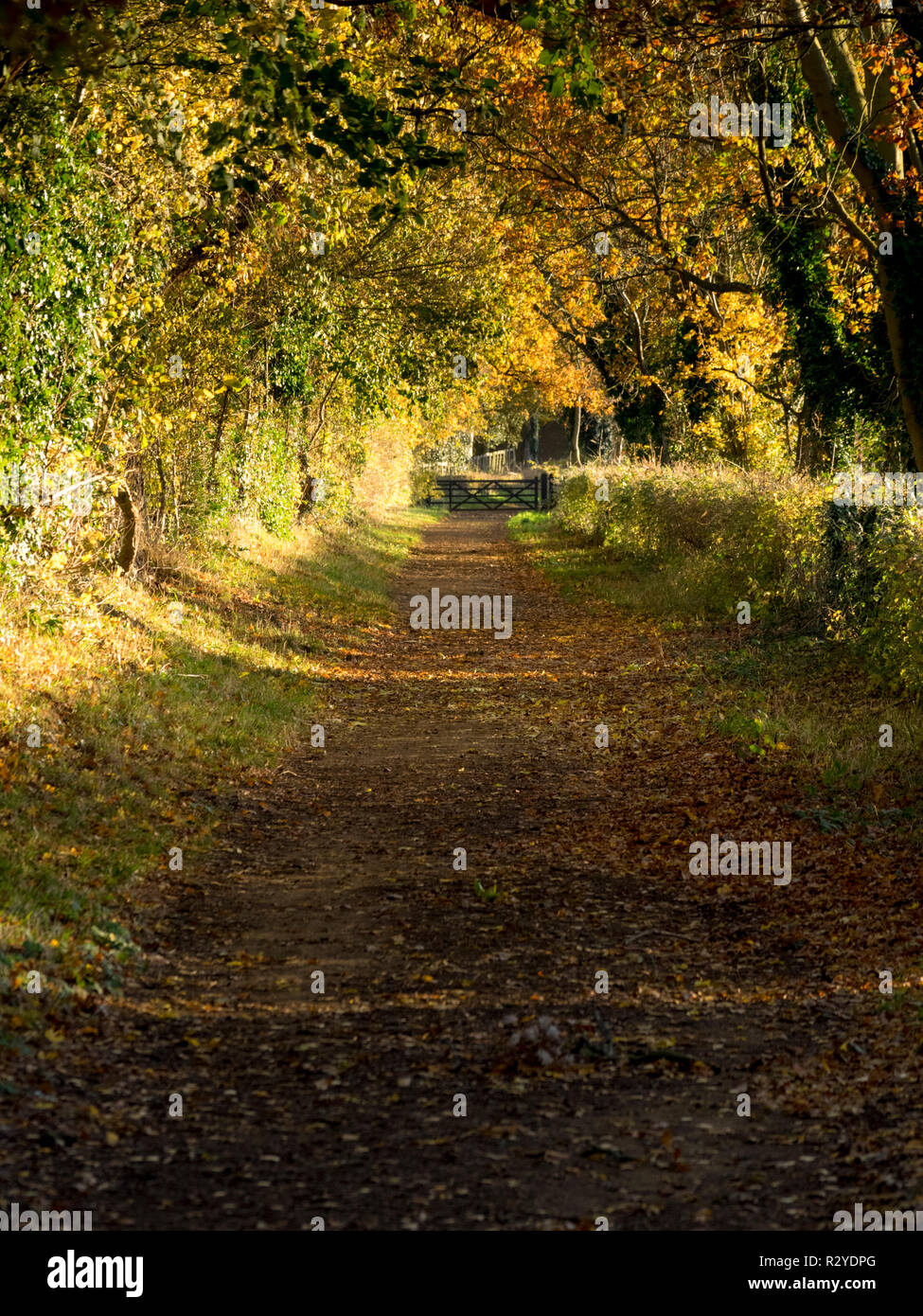 colours of autumn in Norfolk Stock Photo - Alamy