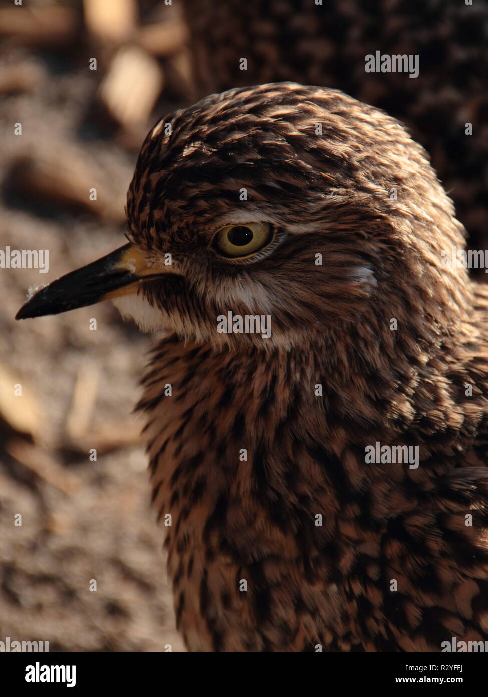 spotted thick-knee Stock Photo