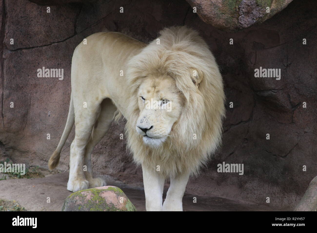Male white lion. The white lions are a colour mutation of the Transvaal lion Panthera leo krugeri , also known as the Southeast African or Kalahari lion.. Stock Photo
