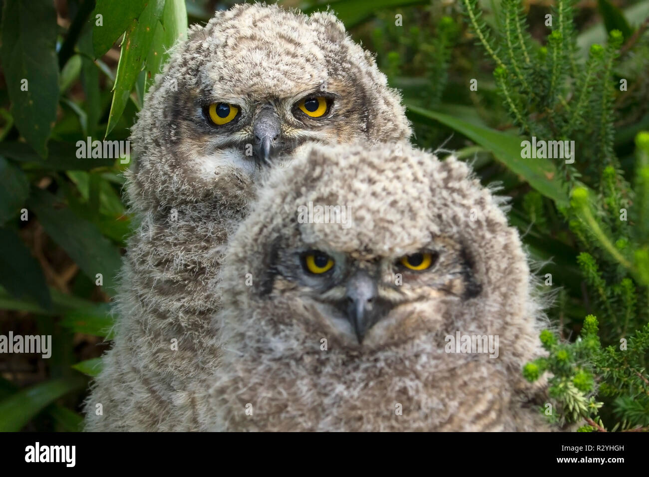 Spotted eagleowl family photographed in Kirstenbosch National