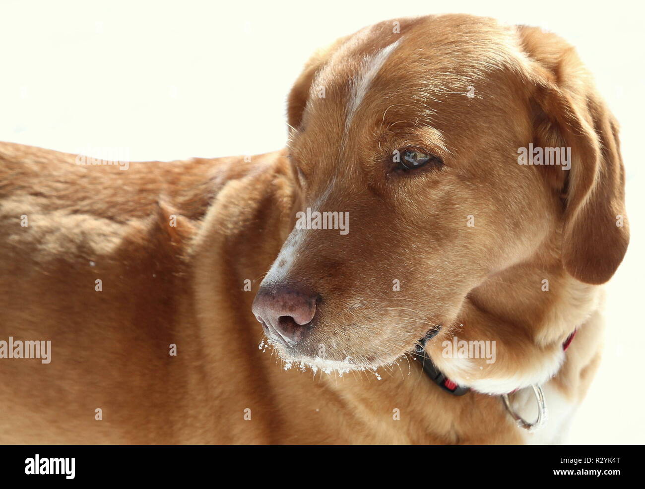 dog portrait Stock Photo