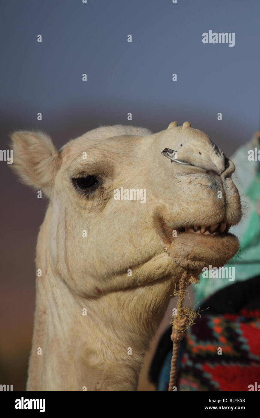 Desert Wasteland Camel Egypt Arabia Dromedary Stool Desert Wasteland Ride Camel Stock Photo Alamy