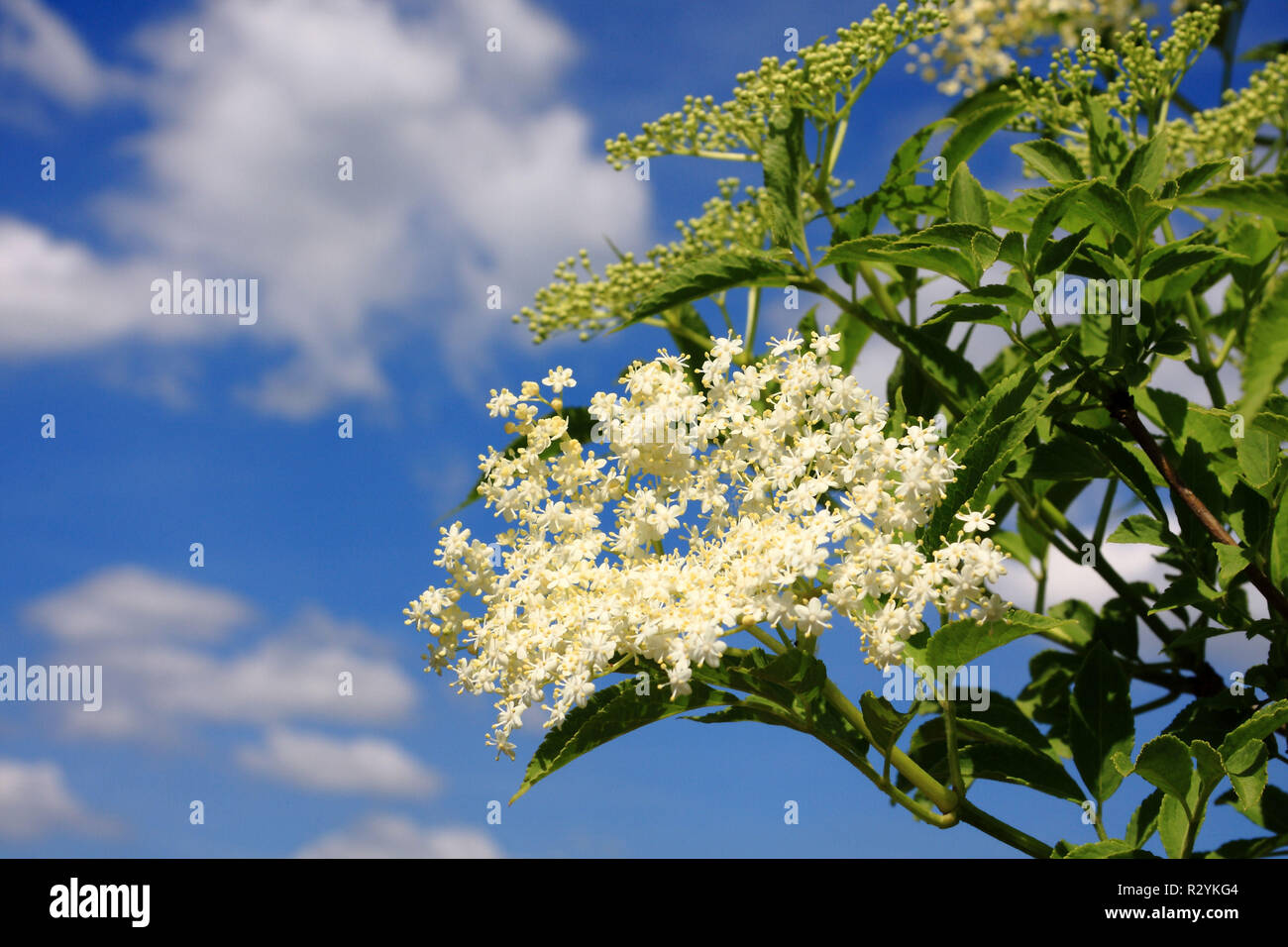 Holunderbaum Holunderbaum hi-res stock photography and images - Alamy
