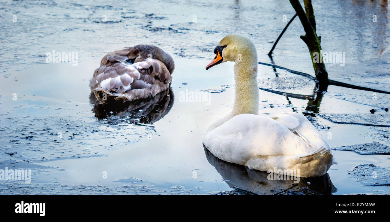 A male mute swan watches over his young offspring, on a cold icy pond early one morning. Stock Photo