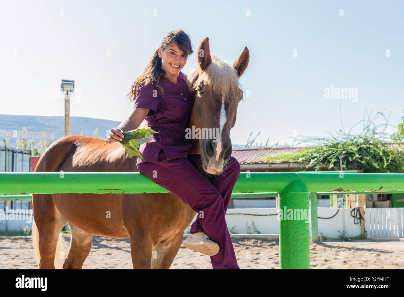Veterinary examination horse hires stock photography and images Alamy
