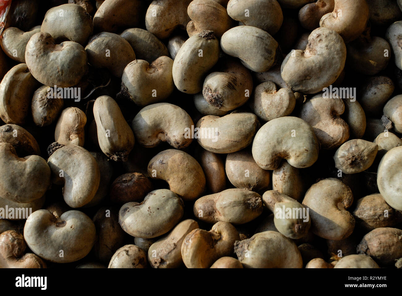 BURKINA FASO, Banfora , Sotria B Sarl factory for cashew nut processing, raw  cashew nuts with shell / Fabrik zur Verarbeitung von Kaschunuessen , rohe  Kaschu Nuesse mit Schale Stock Photo - Alamy