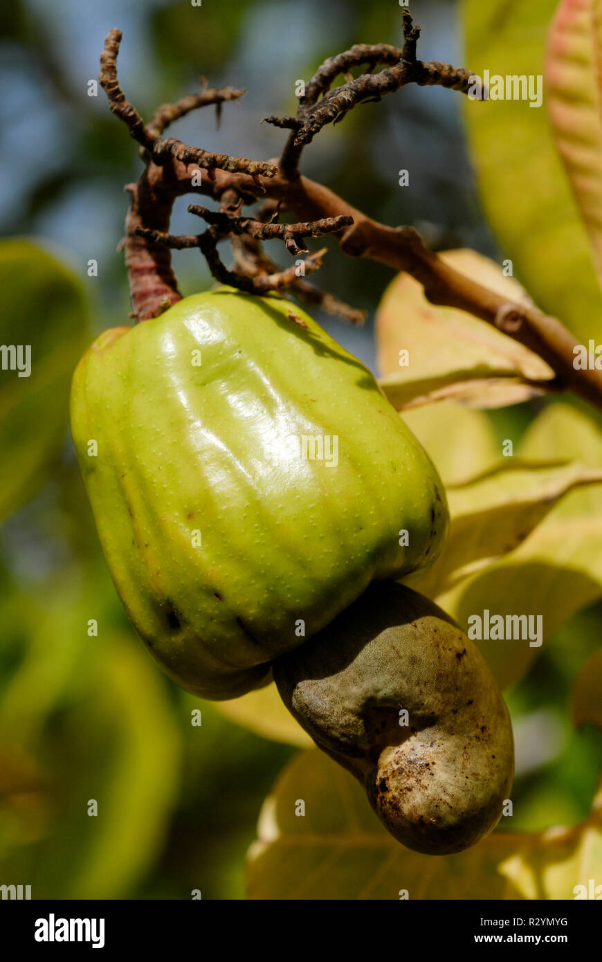BURKINA FASO, Gao, farm with cashew trees, cashew fruit wit nut at tree / Anbau von Kaschunuessen, Kaschufrucht mit Nuss Stock Photo