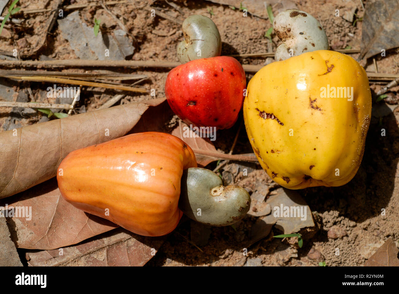 BURKINA FASO, Gao, cashew nut farming, cashew fruit wit nut / Anbau von Kaschunuessen, Kaschufrucht mit Nuss Stock Photo