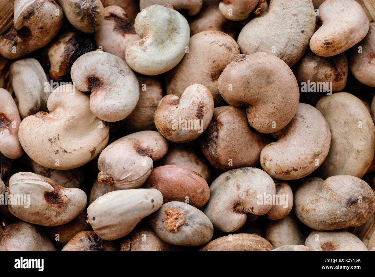 BURKINA FASO, Banfora , Sotria B Sarl factory for cashew nut processing, raw unhulled cashew nuts with shell Stock Photo