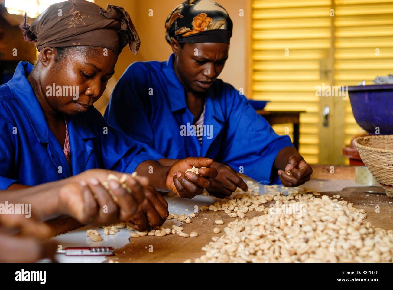 cashew nut trading