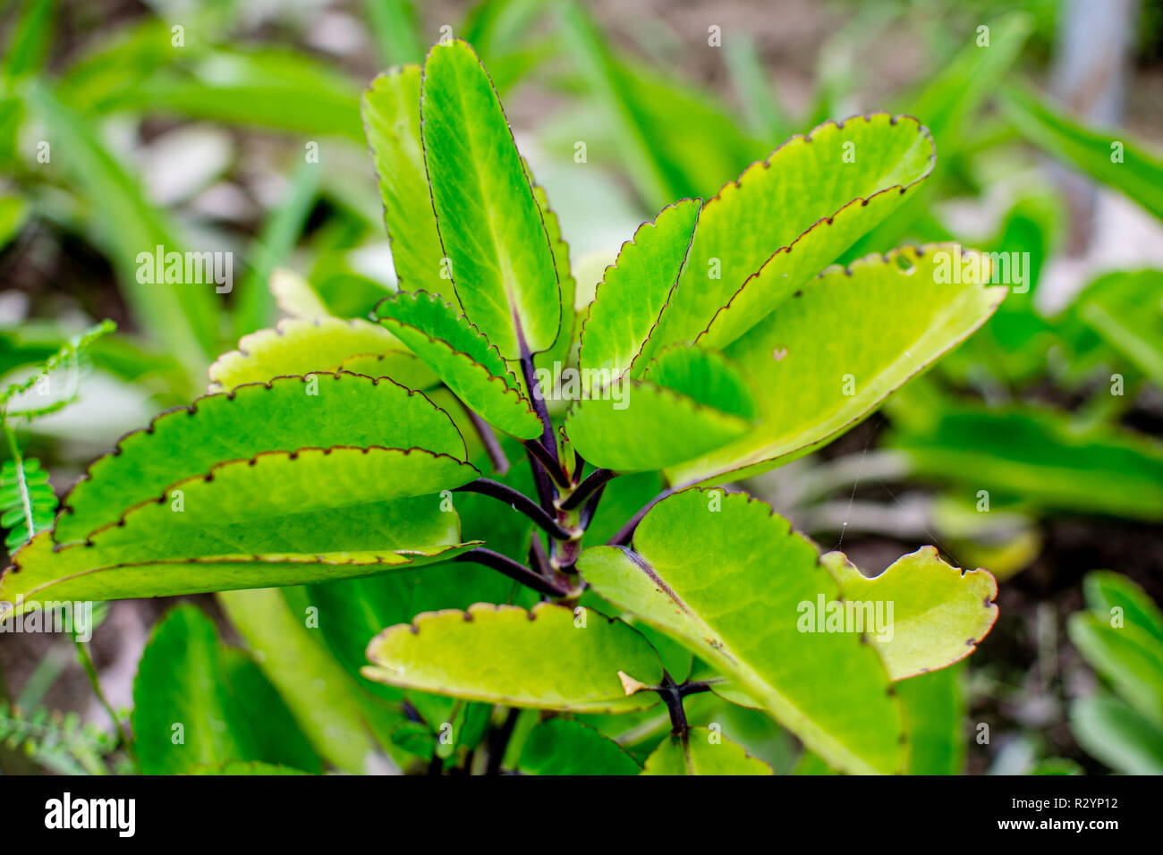 Medicinal/Herbal Plant Kalanchoe Laciniata, Crassulaceae, , known as bhasampatta in India Stock Photo