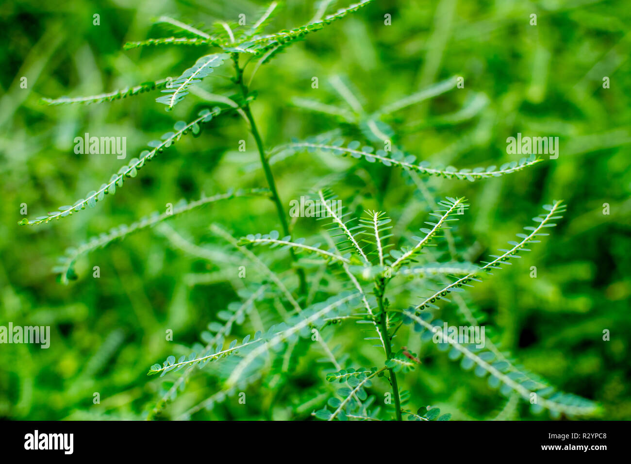 Medicinal Plant : Phyllanthus fraternus also known as Bhu-Aamla. Stock Photo