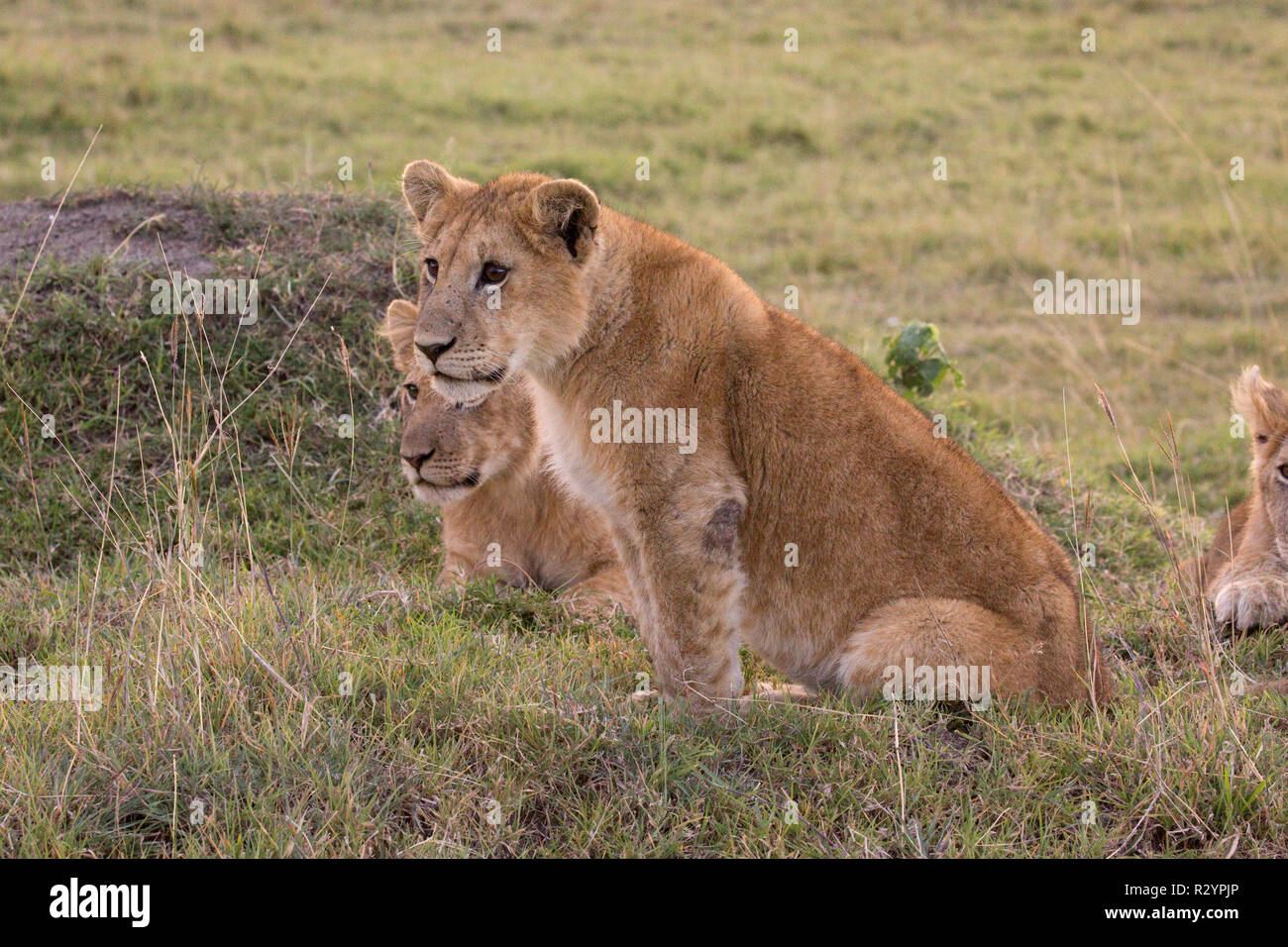 Two lion cubs, Panthera leo, Masai Mara National Reserve, Kenya Stock ...