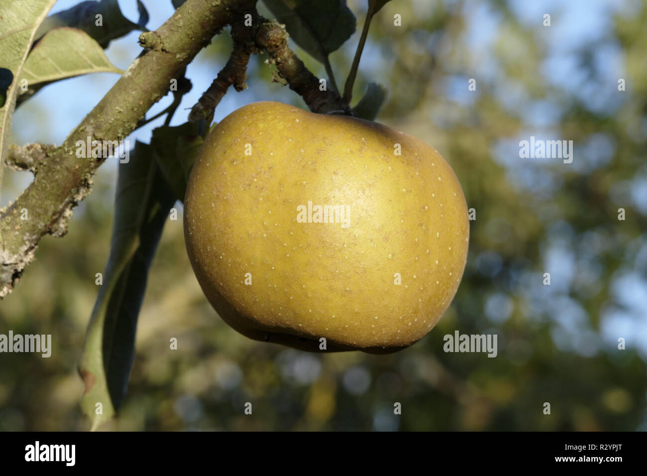 Apple (variety Gray Fall Reinette, Reinette Grise du Canada) (Suzanne 's garden, Le Pas, Mayenne, Pays de la Loire, France). Stock Photo