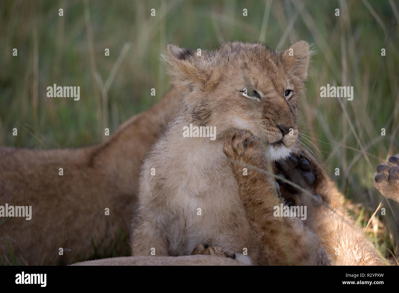 Lion cubs, Panthera leo, Masai Mara National Reserve, Kenya Stock Photo ...